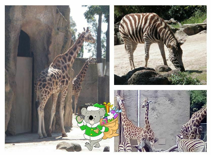 Giraffes & zebras at Melbourne Zoo