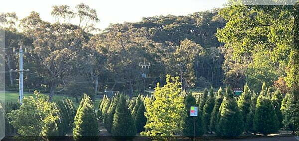 Rows of Christmas trees in front of the Aussie bush at a Victorian Christmas tree farm